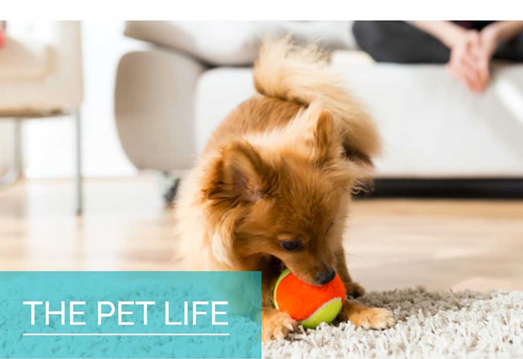 The Pet Life button